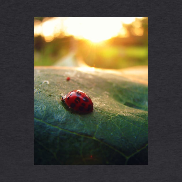 Ladybug Sunburst by ARTWORKandBEYOND